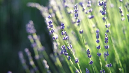 Fields of lavender flower blooming fragrant in endless rows at sunset. Selective focus on bushes of lavender purple fragrant flowers in the lavender fields.