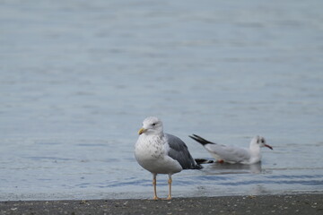 mew gull in a seashore