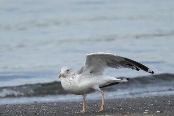 mew gull in a seashore