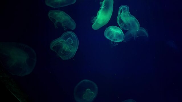 Jellyfish changes various colours under fluorescent illumination swimming in large oceanarium.