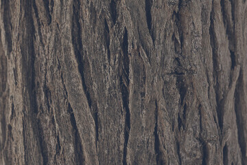 tree bark wood, texture background