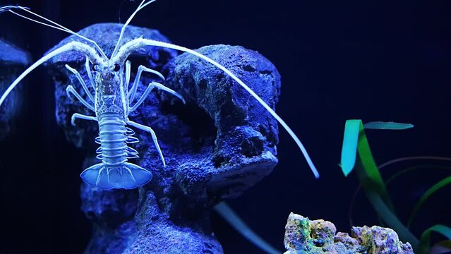 Blue rock lobster swimming in large oceanarium.