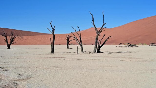 Stunning view of dead camelthorn trees in Deadvlei in Namibia