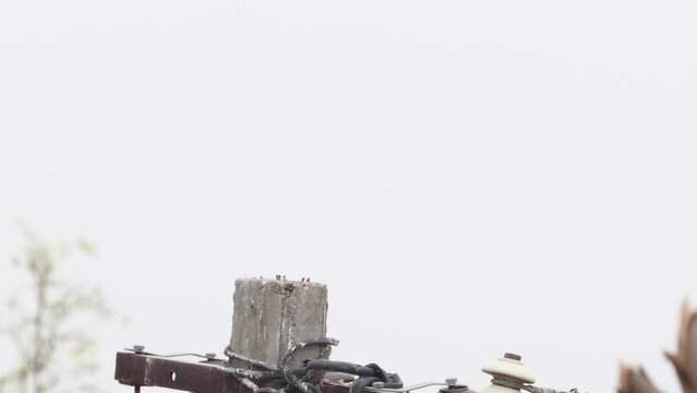 Two pigeons flying from the pillar