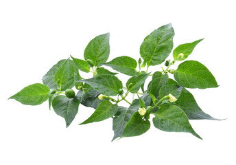 Chili pepper leaves isolate transparent png