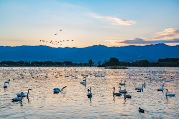 新潟　夜明けの瓢湖