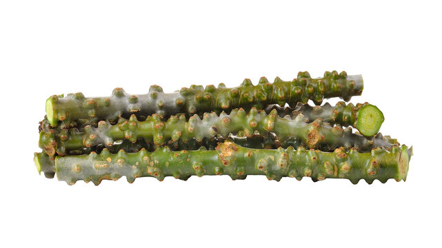 Tinospora cordifolia herb on transparent png