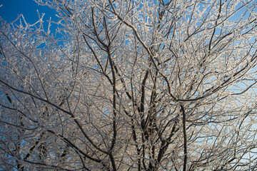 zimowy krajobraz, zimowe drzewa,  zaszronione drzewa,  winter landscape, winter trees, frosted trees 