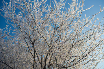 zimowy krajobraz, zimowe drzewa,  zaszronione drzewa,  winter landscape, winter trees, frosted trees 