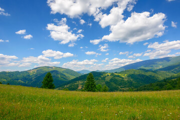 Fototapeta na wymiar green pasture in carpathian mountain landscape. beautiful countryside scenery in summer. sunny weather with fluffy clouds
