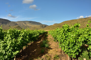 Fototapeta na wymiar Green healthy vineyards growing in contrast with the rugged Karoo background