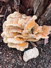 	Chicken-of-the-Woods