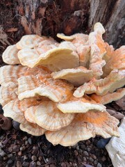 Chicken-of-the-Woods