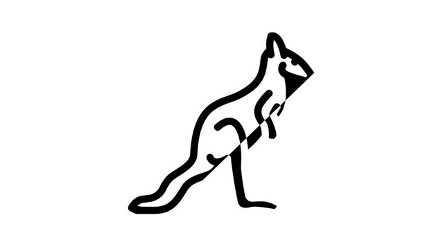 kangaroo animal line icon animation