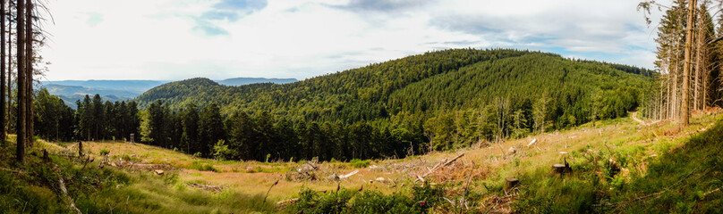Parcelle de for&ecirc;t d&eacute;bois&eacute;e dans le massif vosgien, Vosges, Alsace, Grand Est, France