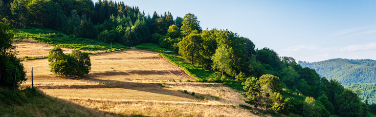Fototapeta na wymiar Fanage des foins sur les versants escarpés du massif des Vosges, Alsace, CEA, Grand Est, France