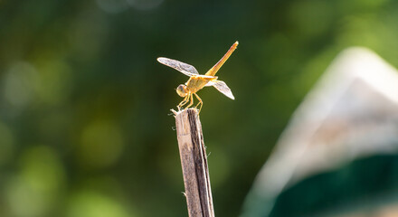 dragonfly closeup on wire 