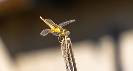 dragonfly closeup on wire 