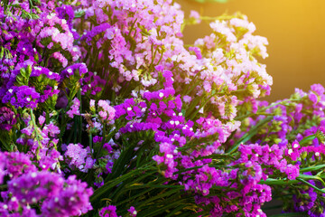 Close up of Statice, Limonium pink purple little flower in the wooden flowerpot
