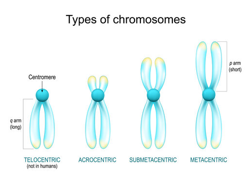types of chromosomes. Chromosomes with glowing effect on white background.