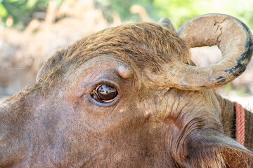 closeup of buffalo old cow with a skin disease 