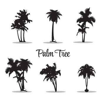 Palm icons set. 6 black palm tree silhouettes isolated on white background. Palms, Coconut icons. Vector illustration