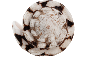 white with brown spots seashell with spiral, macro