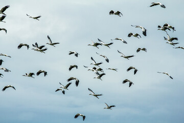 A Flock of Flying Birds with blue sky