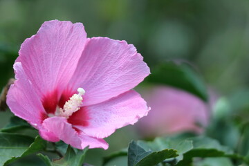 Naklejka premium 夏の茶室を彩る