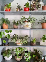 Different kinds of indoor plants in pots on iron shelf.