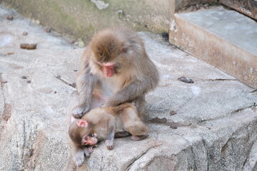 Obraz premium 猿の親子の毛づくろい