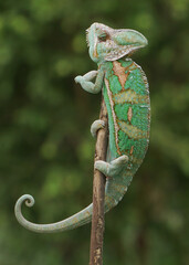 chameleon on a branch © badrudin