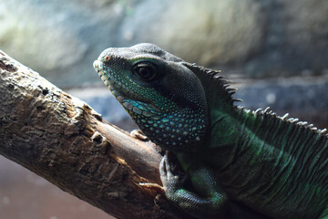 portrait of a iguana