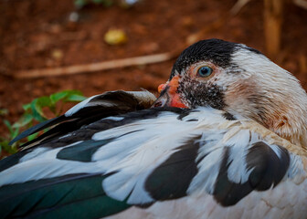 close up of a pigeon on a rock