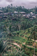 Fototapeta na wymiar Vertical view of rice terraces of tegalalang in center of island of Bali in Indonesia, Ubud. Wooden houses and settlement of locals on hill of rice cascading terraces in the evening. Local landmark