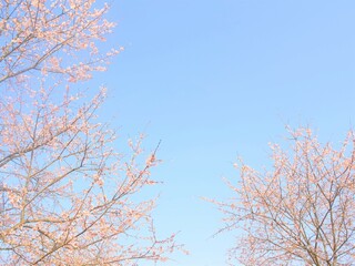 cherry blossoms in full blooming against blue sky