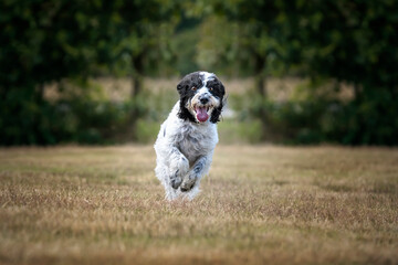 Black and White Cockapoo running towards the camera