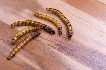Fried wood grubs and mealworms on a wooden chopping board. Fried insects as a source of protein in the diet.