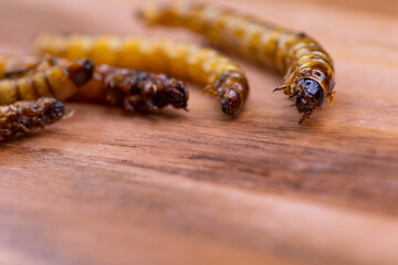 Fried wood grubs and mealworms on a wooden chopping board. Fried insects as a source of protein in the diet.