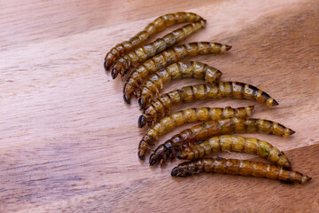 Fried wood grubs and mealworms on a wooden chopping board. Fried insects as a source of protein in the diet.