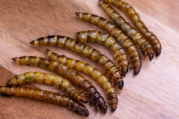 Fried wood grubs and mealworms on a wooden chopping board. Fried insects as a source of protein in the diet.