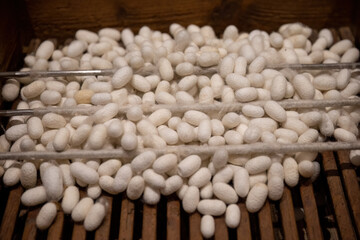 Sericulture step-by-step silk production process 