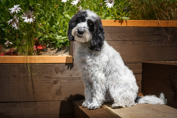 Black and White Cockapoo sitting down in her garden with a head tilt