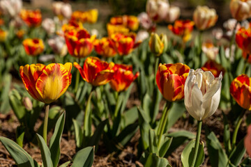 Colorful Tulips Bloom In Spring