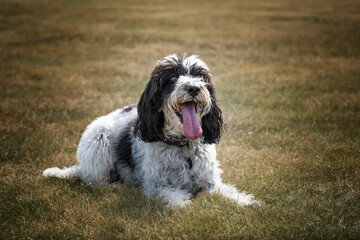 Black and White Cockapoo laying down in a field