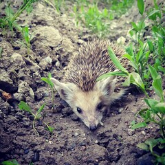 hedgehog in the grass