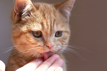 Cloweup photography of ginger kitten,licking hand of his master.