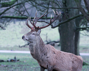 Obraz premium deer in the woods