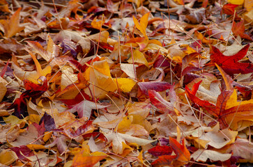 selective focus, tree leaves on the ground in fall