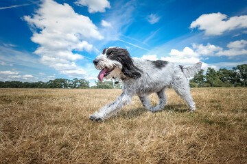 Black and White Cockapoo walking in a field with her tongue out